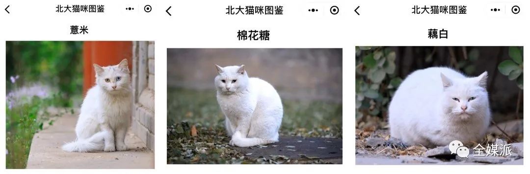 北大学生给流浪猫做的小程序火了，他们怎么看待这次意外走红？