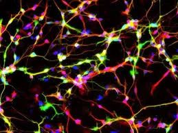Nature子刊研究颠覆常识：视网膜计算使眼睛先于大脑产生视觉信息