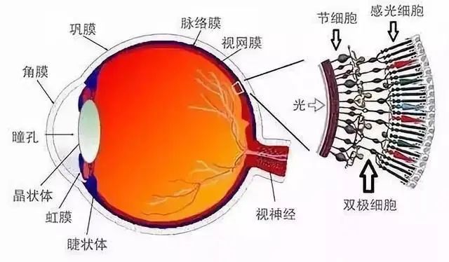 Nature子刊研究颠覆常识：视网膜计算使眼睛先于大脑产生视觉信息