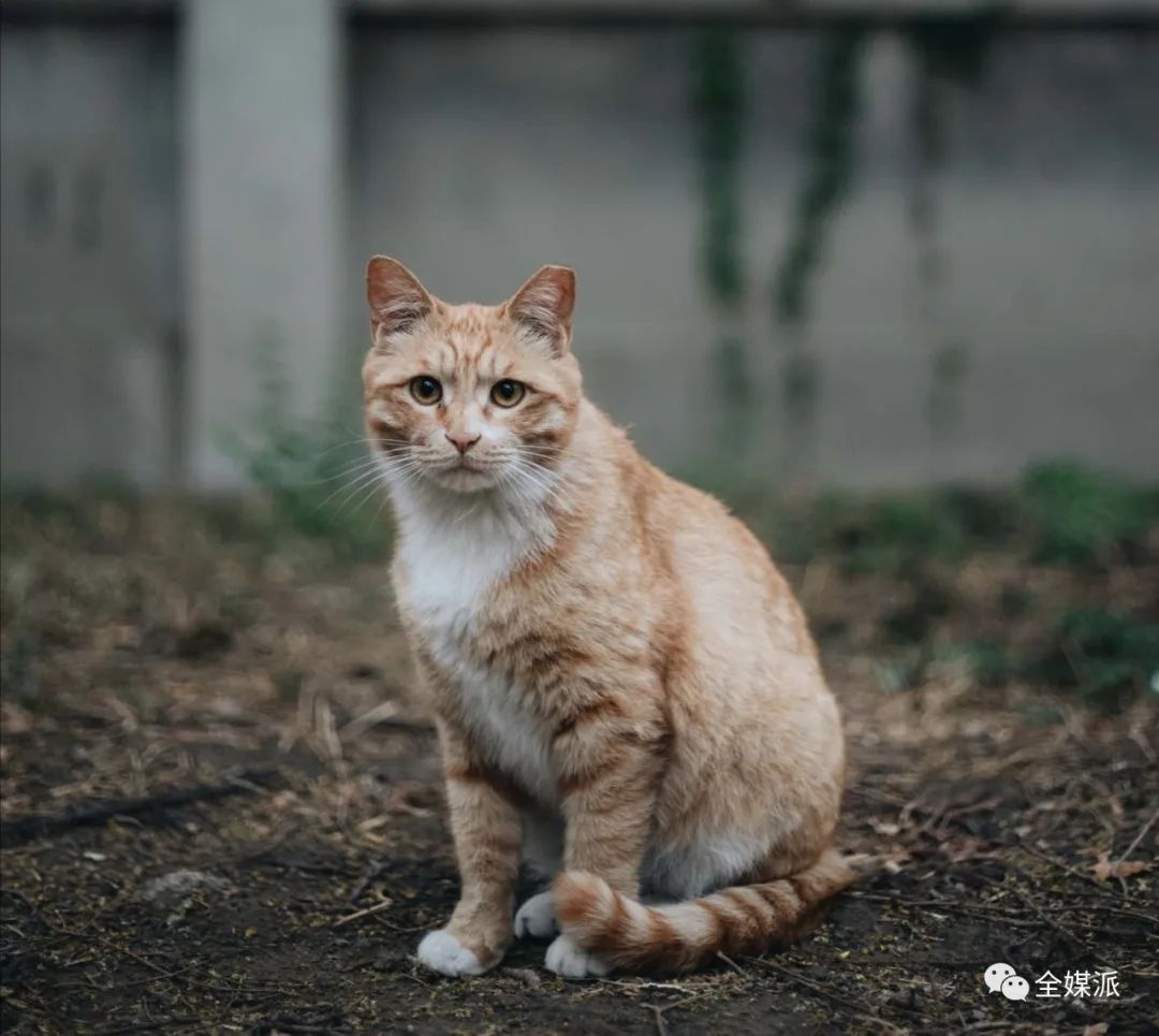 北大学生给流浪猫做的小程序火了，他们怎么看待这次意外走红？