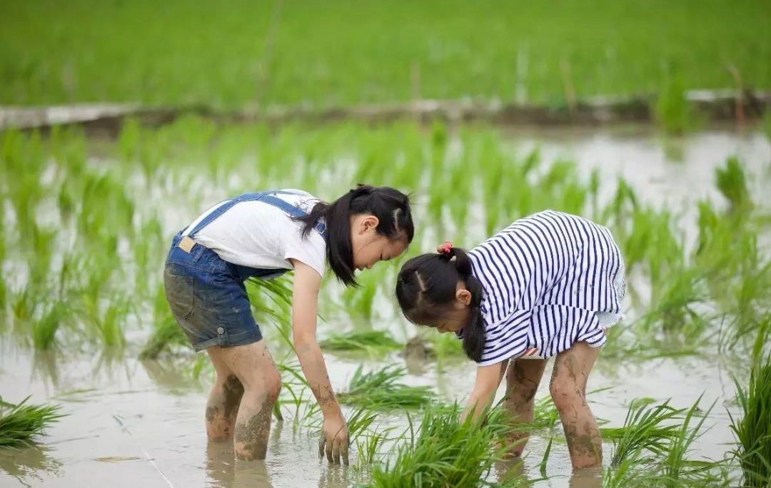 带孩子五一节去兰里插秧吧