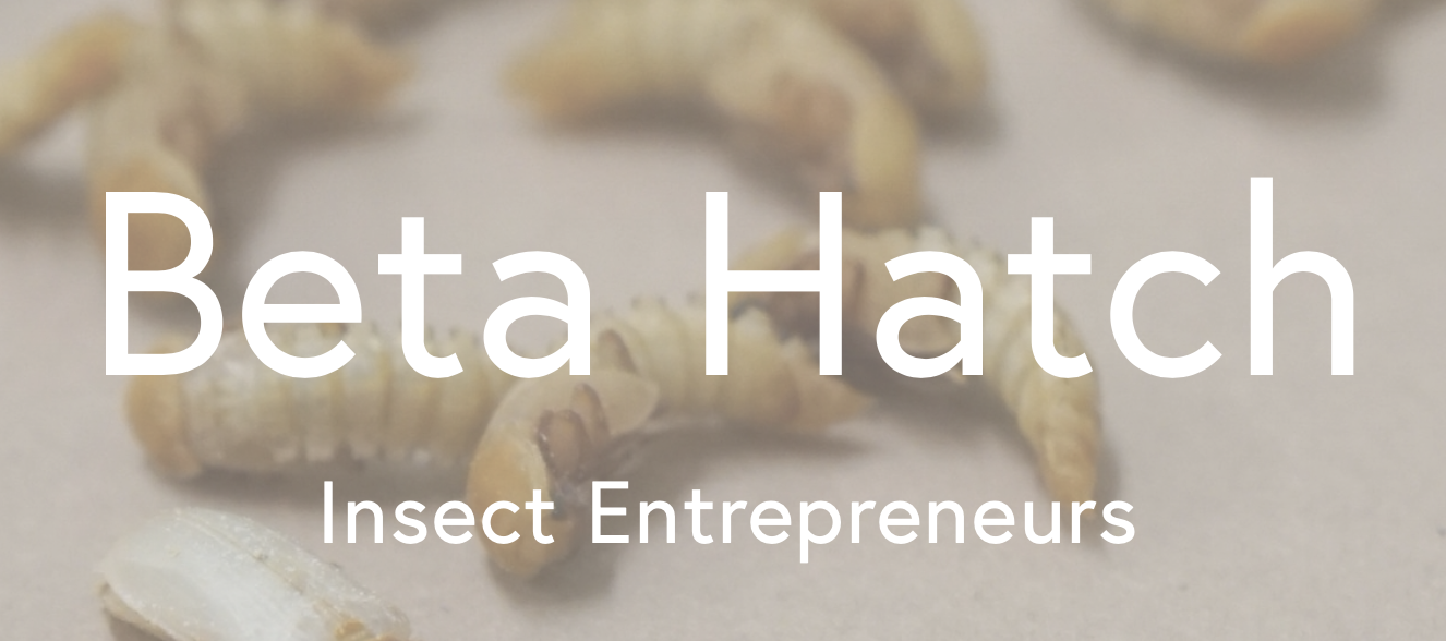 「Beta Hatch」获 300 万美元融资，打造可持续昆虫饲料