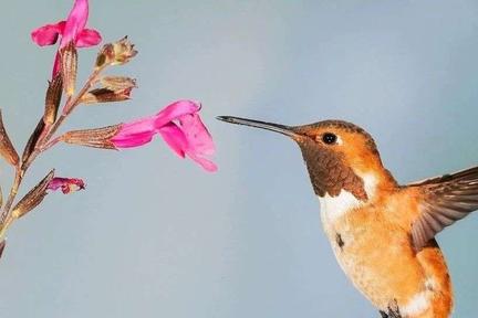 27岁程序员转职赏金猎人：一个漏洞10万美元，比工资香多了