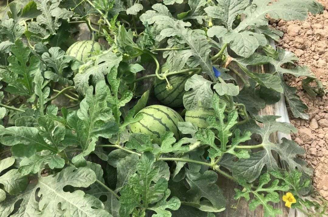小西瓜，大实验