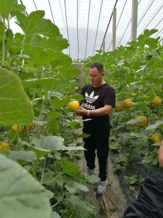 新发地：亚洲最大菜市场里的商业和江湖