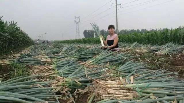新发地：亚洲最大菜市场里的商业和江湖