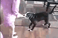 为什么苹果总能成为机圈大爹