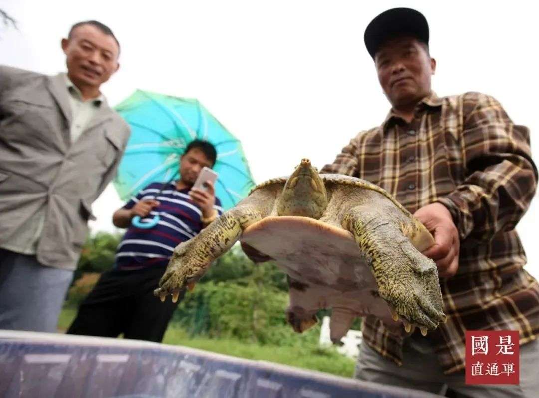 打入上流社会，中华土产的逆袭—BAI科全书