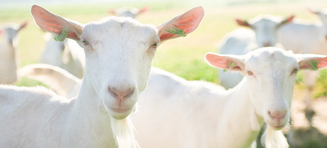 行业规模今年破百亿，这个赛道能出现伊利、蒙牛吗？