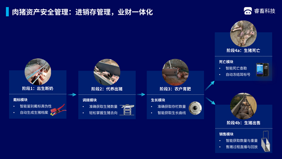 36氪首发｜「睿畜科技」已完成A+轮融资，将深入畜牧业的供应链金融领域