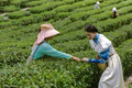 解锁喜茶的“有机”秘密