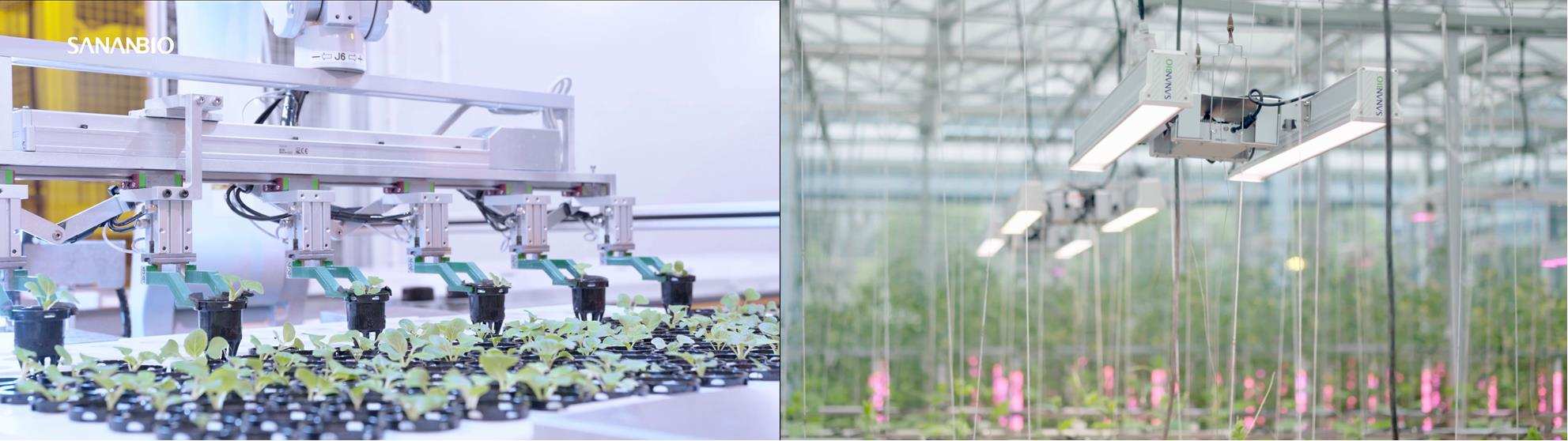 较传统栽培技术产量提升近百倍,「中科三安SANANBIO」为未来农业打造无人化植物工厂