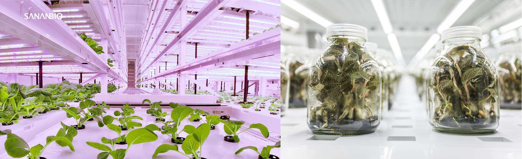 较传统栽培技术产量提升近百倍,「中科三安SANANBIO」为未来农业打造无人化植物工厂