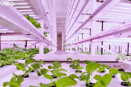 较传统栽培技术产量提升近百倍,「中科三安SANANBIO」为未来农业打造无人化植物工厂
