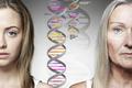 瞄准长寿抗衰老的生物技术，「励晶太平洋」收购「Deep Longevity」开发长寿生态系统