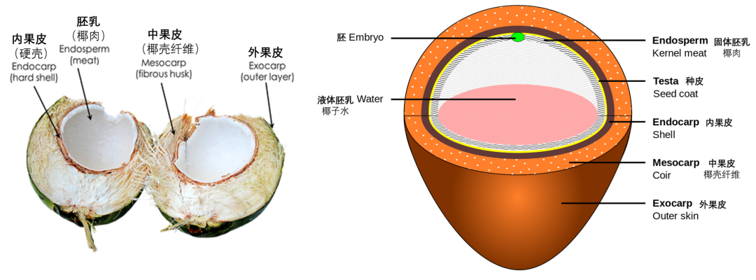你吃的椰子里为什么找不到椰汁和椰果？