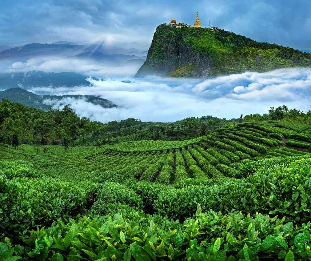 成为「迪拜世博茶」，竹叶青何以推动中国茶走向世界？