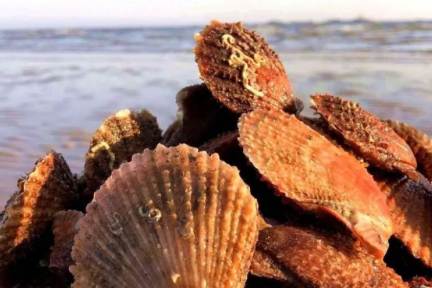  em>獐 /em> em>子 /em> em>岛 /em>戏精"团灭",扇贝听了都要鼓掌