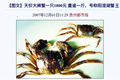 99%是冒牌货：吃到一只正宗阳澄湖大闸蟹，到底有多难？