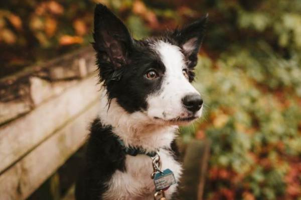 进口宠物商品热度上升,「Petwifi」通过B2B服务平台链接行业上下游