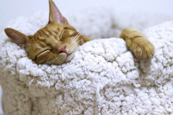 怎样才能睡一个好觉？