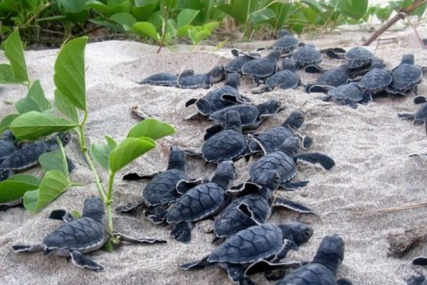 女博士用3d打印 卧底 海龟蛋 装gps骗过偷猎者 还揭发了137公里的非法贸易链 36氪