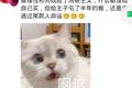 双11宠物市场悖论：厂商突围，电商败退
