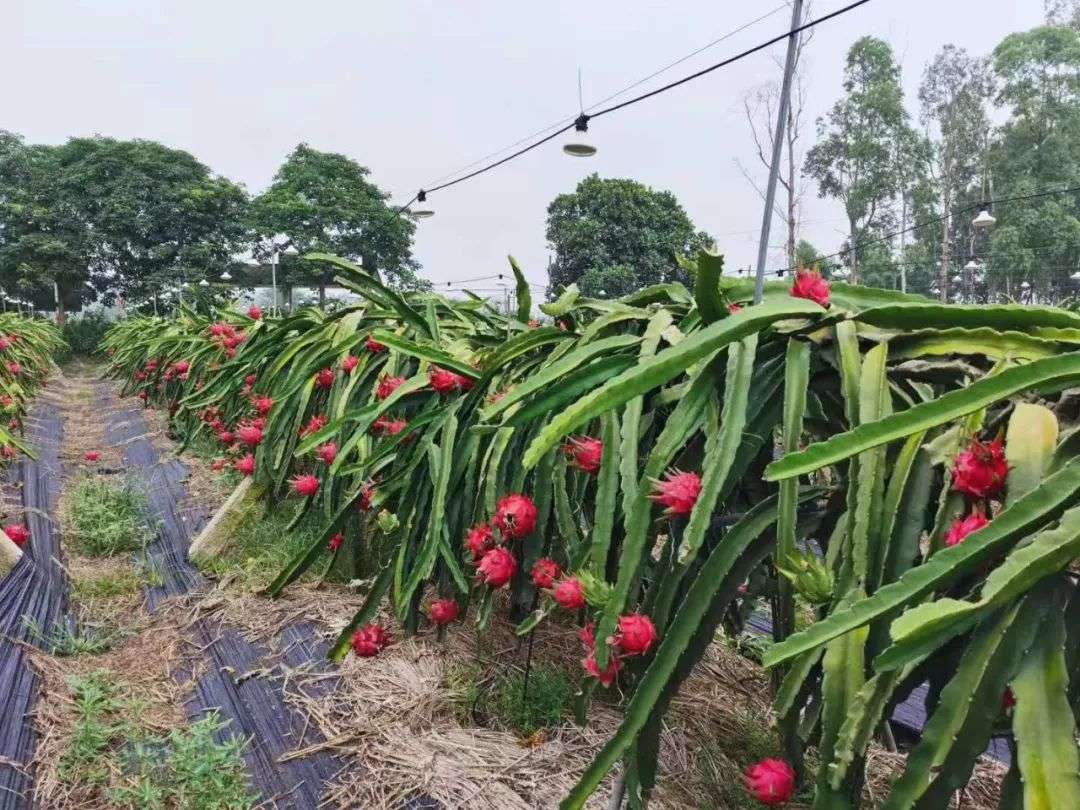 “解毒”水果供应链