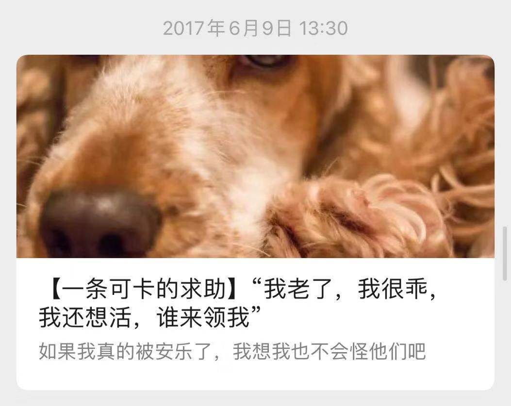 宠物殡葬从业者：有人全家出席猫的葬礼，有人想把健康的狗狗安乐死