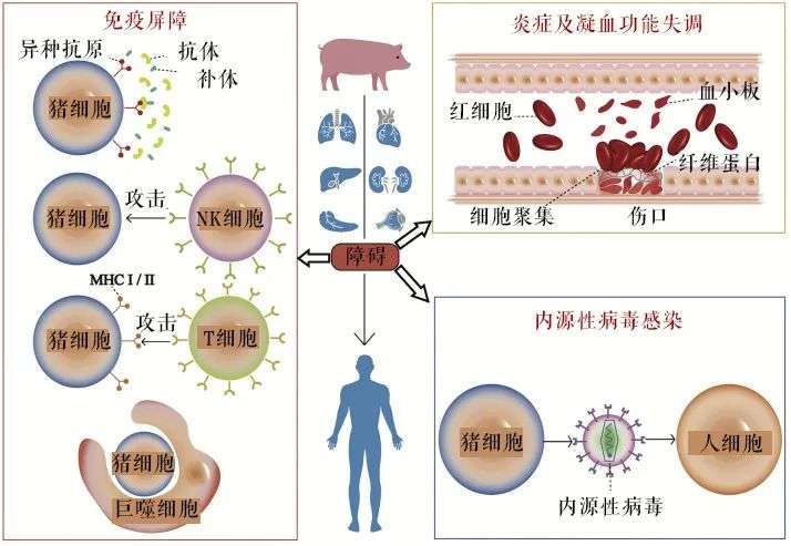 “赛博朋克”的科技也许不用等到2077