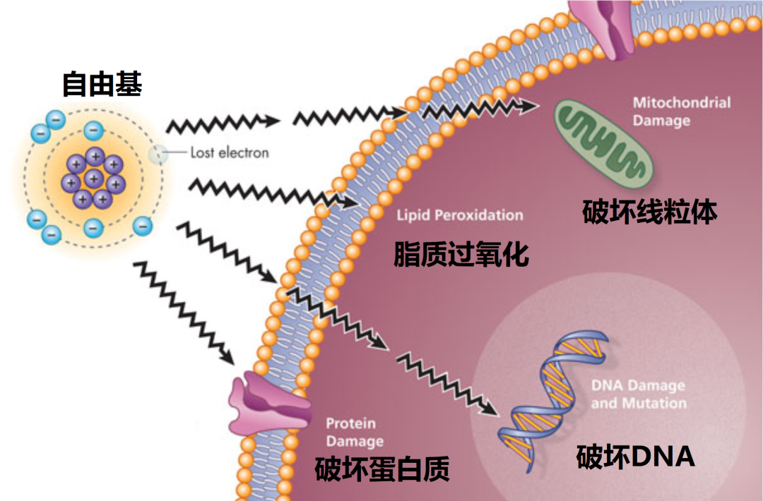 这些高能量,自由活动的分子会撞击细胞内线粒体,核 dna 等分子,与之