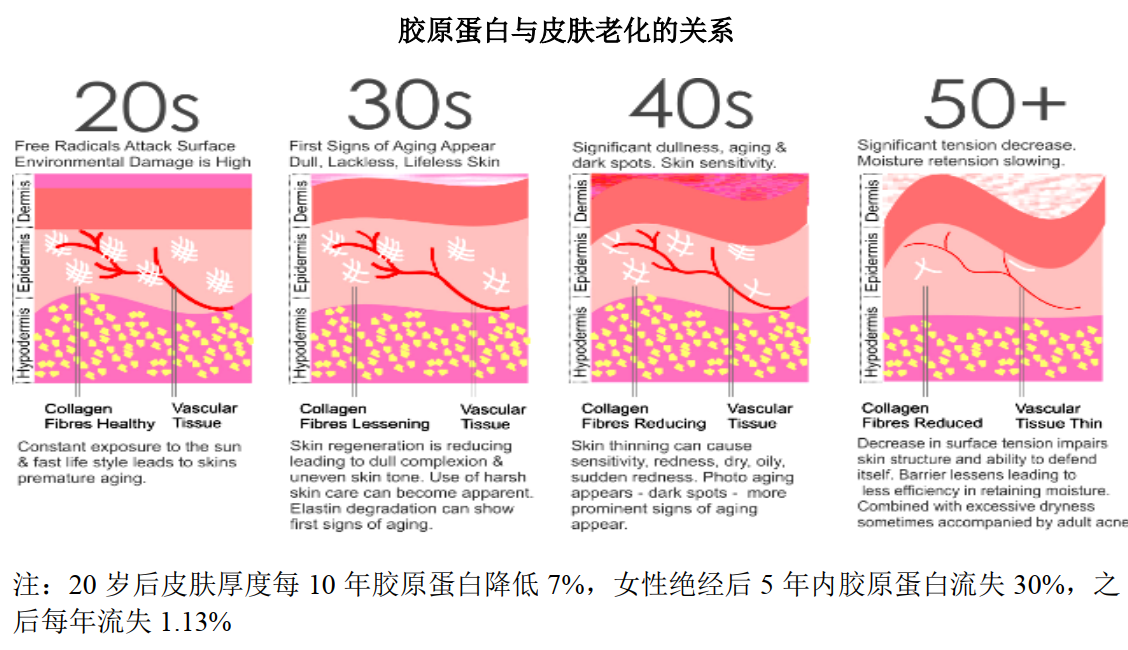 年度公司 | 毛利超80%、手握3个高成长“现金奶牛”，从创尔生物看「胶原蛋白」这门生意