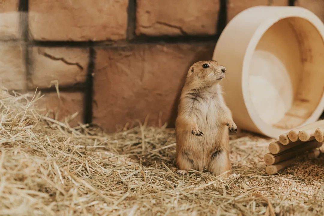 在土拨鼠俱乐部，零距离和上百只动物亲密互动是什么体验？