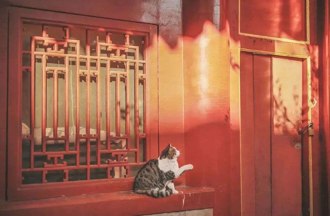 在故宫撸猫8年，她揭开故宫600年宫猫往事