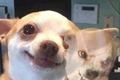 在SKP卖顶奢甜品的原麦山丘，斗不过奈雪的茶