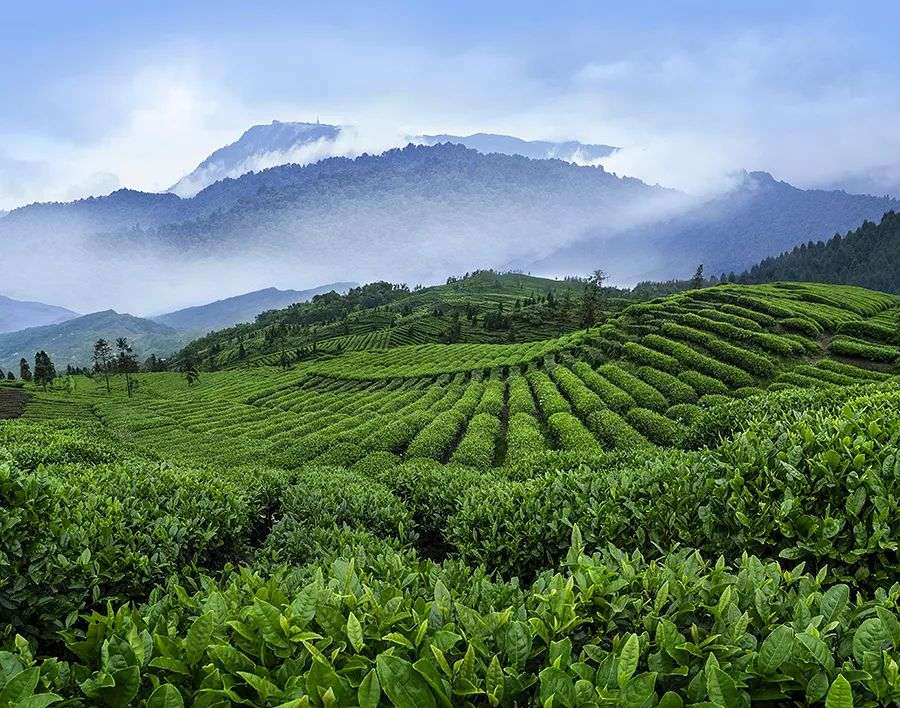 比肩茅台、华为，稳夺品牌实力榜三连冠，高端绿茶竹叶青做对了什么？