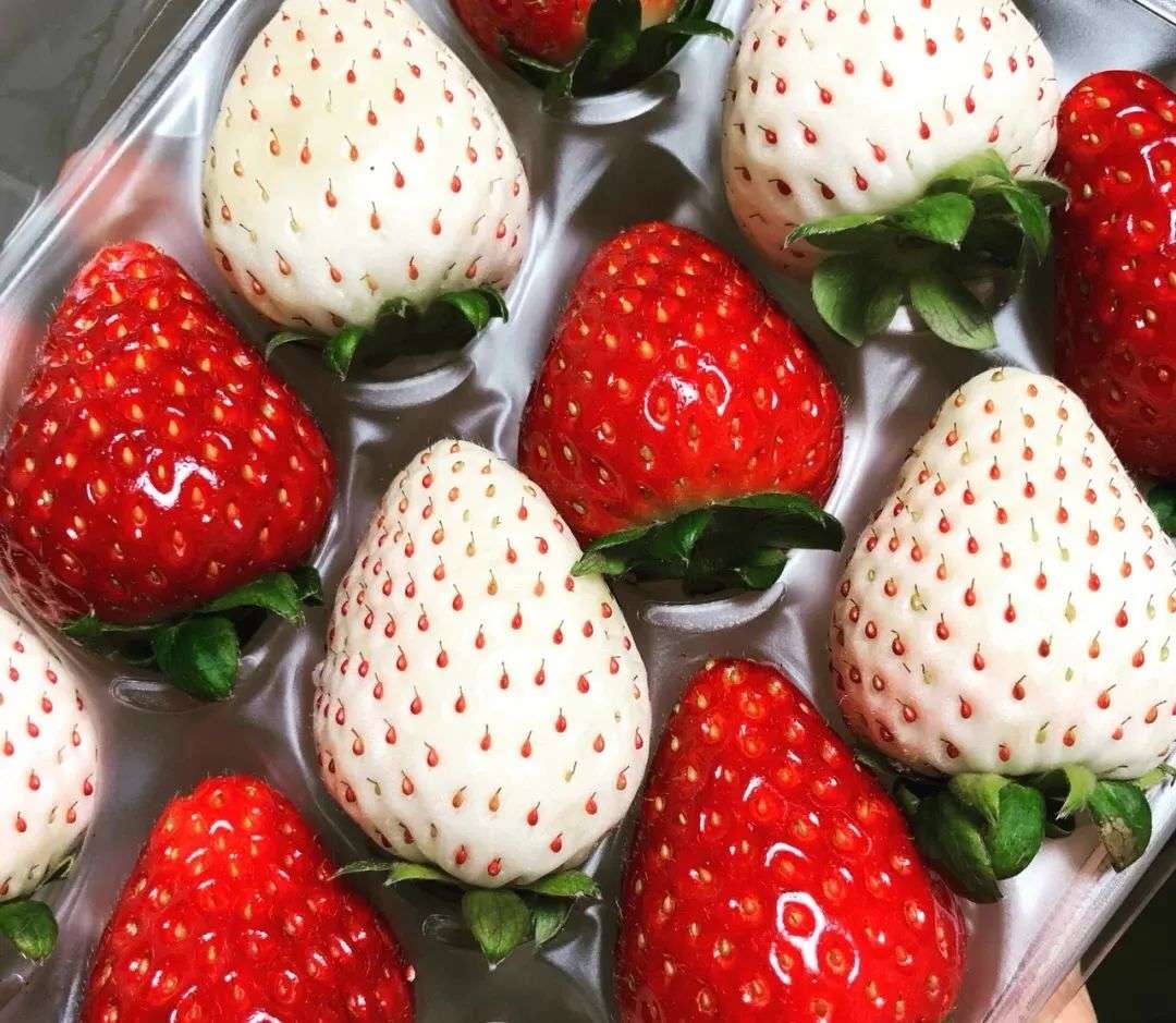日本麥當勞推出冬季限定草莓白巧克力系列飲品！-日本版｜PopDaily 波波黛莉