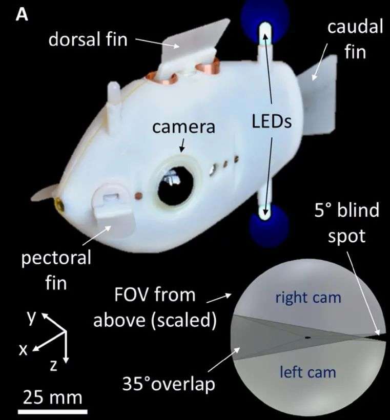 这是一种非常小巧的仿生机器鱼,躯体长13cm,上面布设了led信标光源