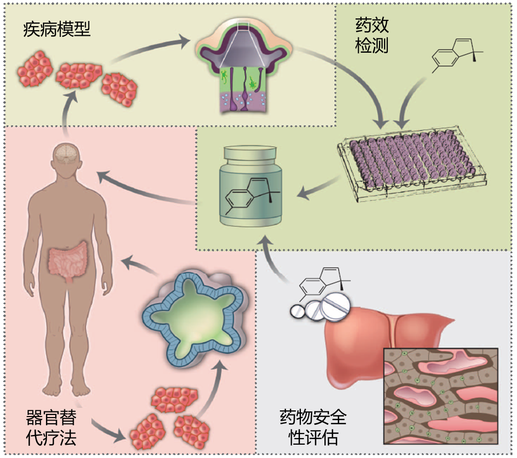 36氪首发 | “体外阿凡达”帮患者试药，类器官创新企业「丹望医疗」获数千万元天使轮融资