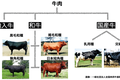 牛年生意经：日本和牛只有60年历史，为何成为全世界最贵的牛肉？