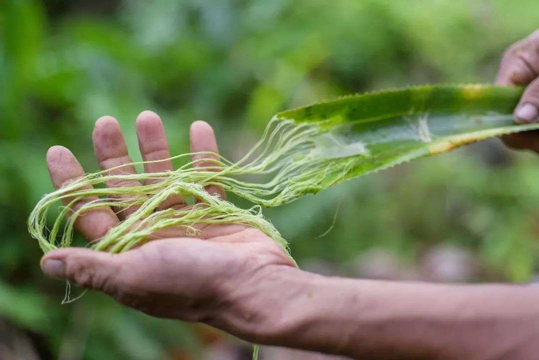 还在痴迷鳄鱼皮、鸵鸟皮？真正的时尚达人都在追植物皮