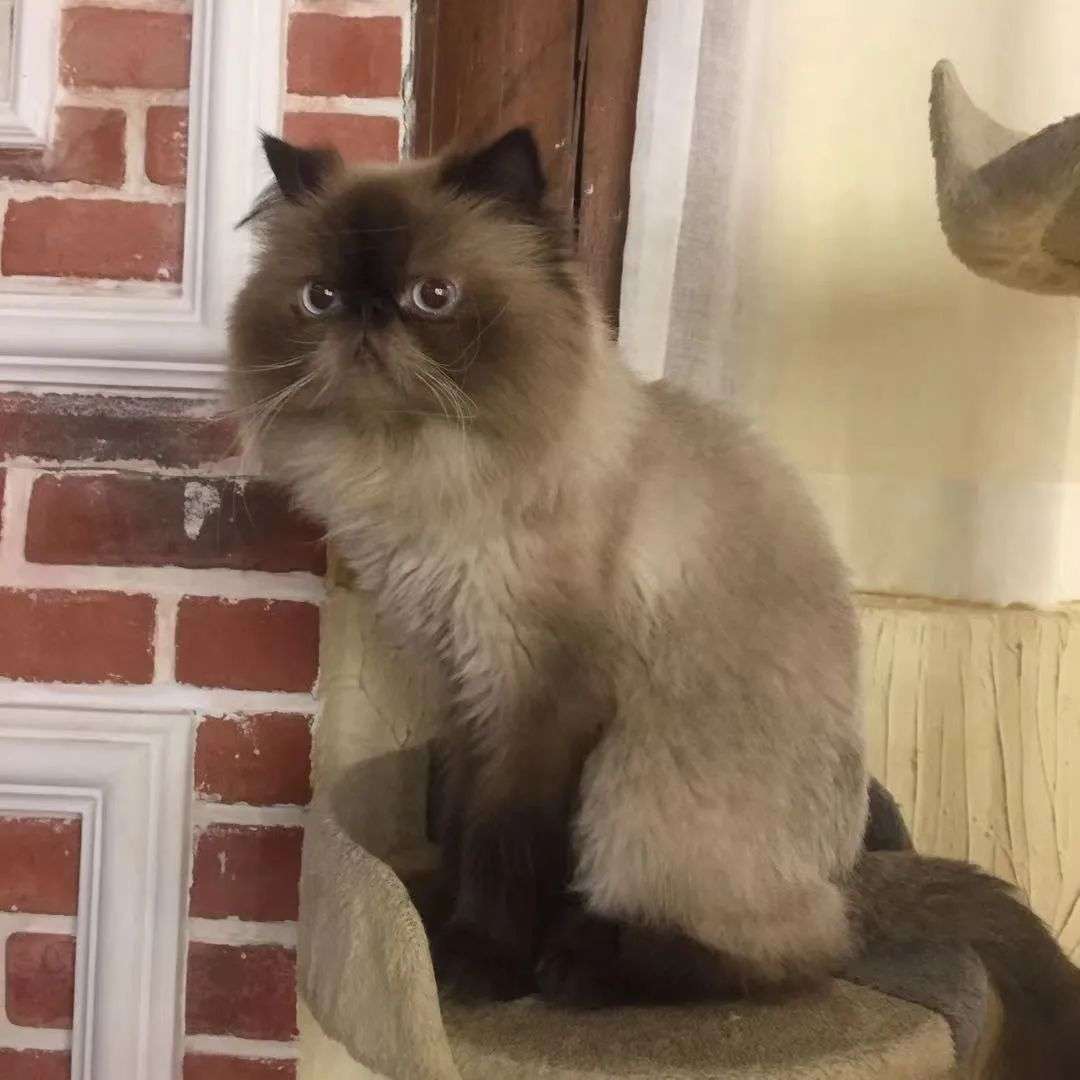 让猫给人打工，猫咖是一门好生意吗？