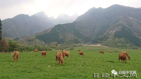 “雪花纹”少和牛肉在日本人气渐涨