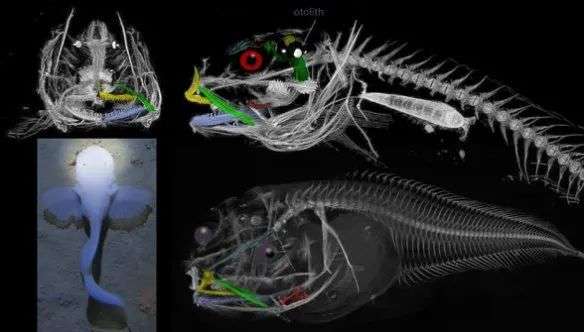 登Nature封面，浙大研发中国「怪鱼」，裸泳全球最深万米海沟