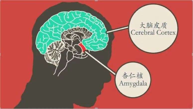 大腦教練,說實話還蠻難定義的,因為國內目前還沒有成型的職業定位.