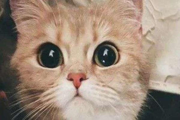 猫生不自由，宠物打工中