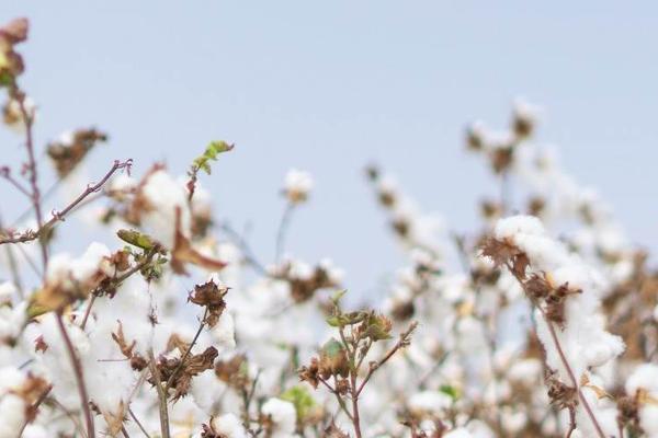 以AIoT技术打通棉花供应链，「智棉物联」推“数字棉花”服务棉农、棉商