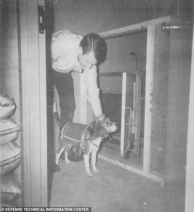 起底60年代CIA“脑机接口”实验，把电极植入大脑遥控狗，一只受2000次电击后死亡
