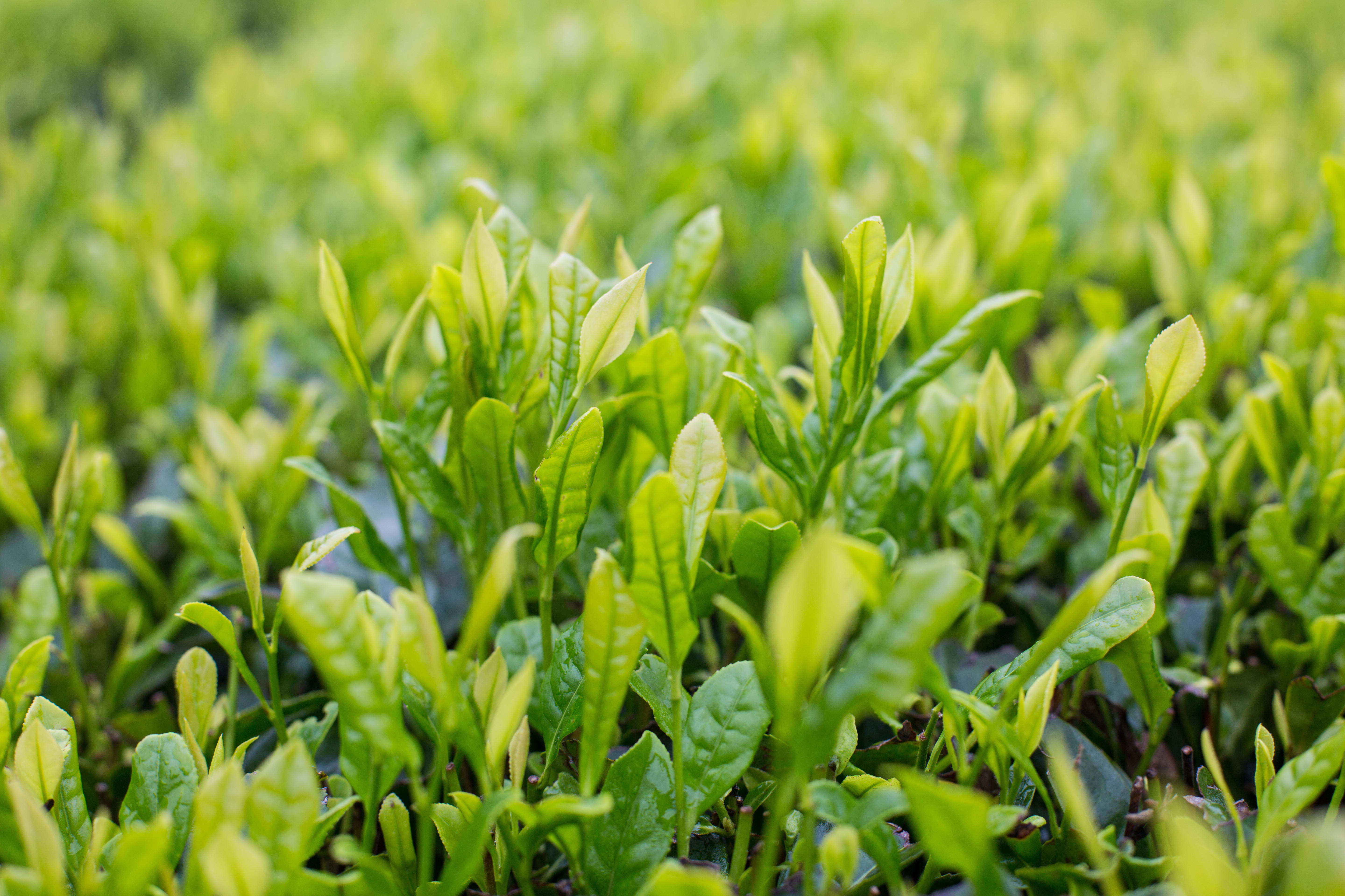 国潮茶饮，凭什么火？