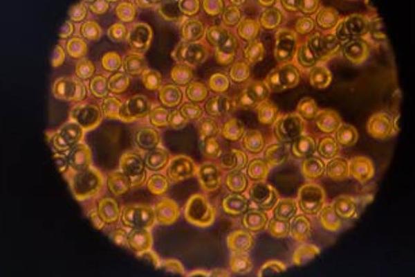 AI识别细胞3D结构？人工智能做到了人类不可能做到的事情